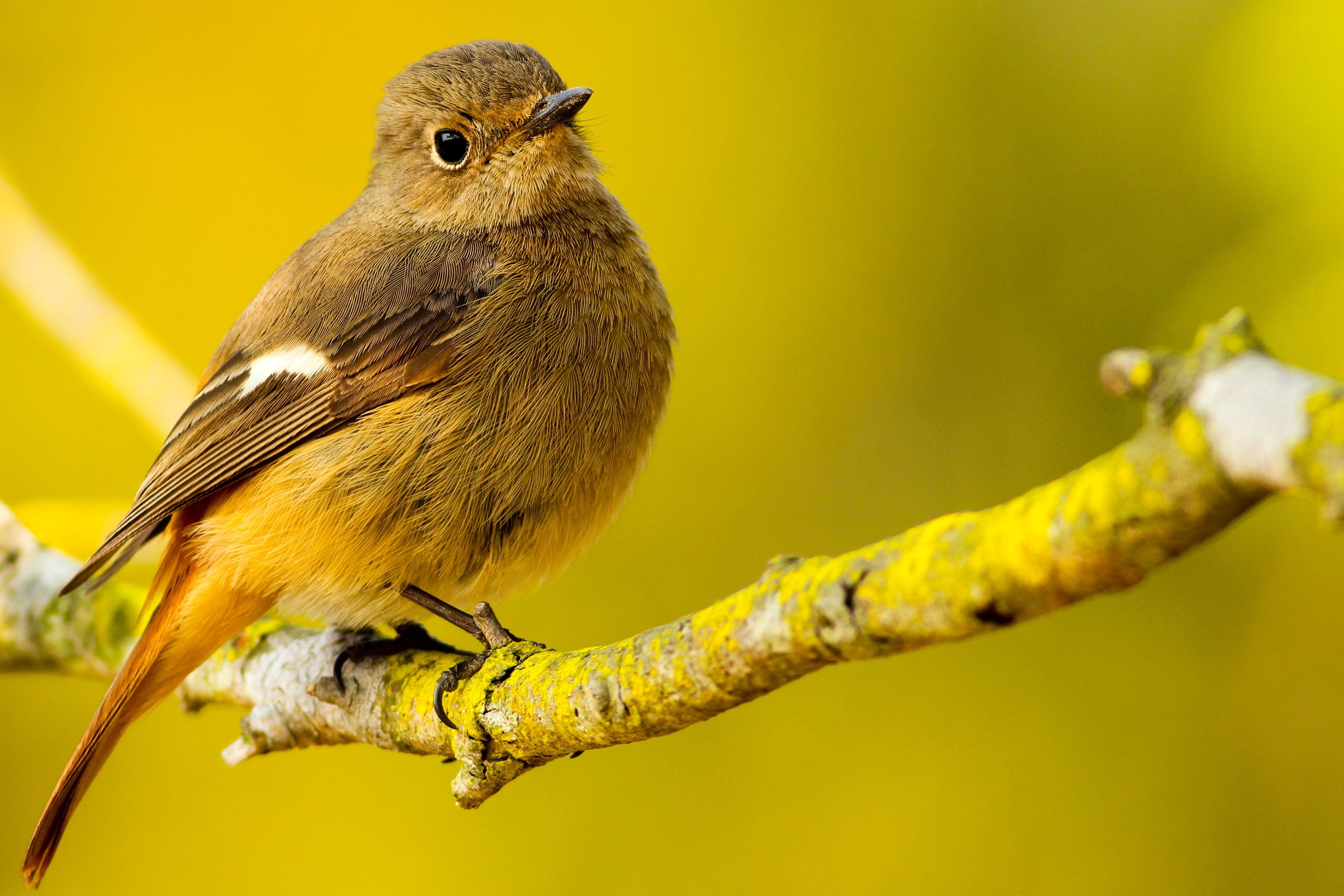 close up birdwatching detailed view of small brown bird perched on tree branch, yellow toned photograph