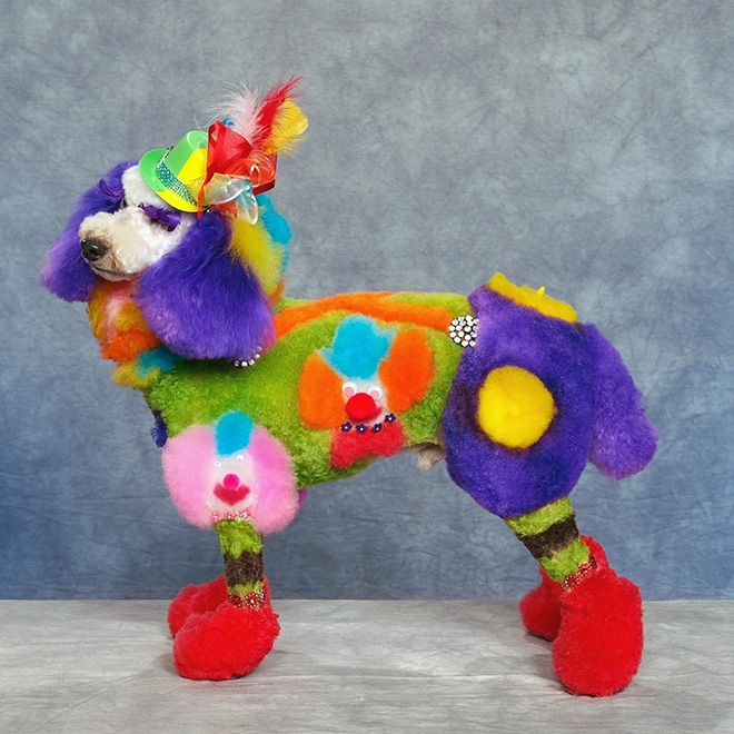 poodle covered in various colors and props, groomed to look clownish, strange hobby of competitive dog grooming