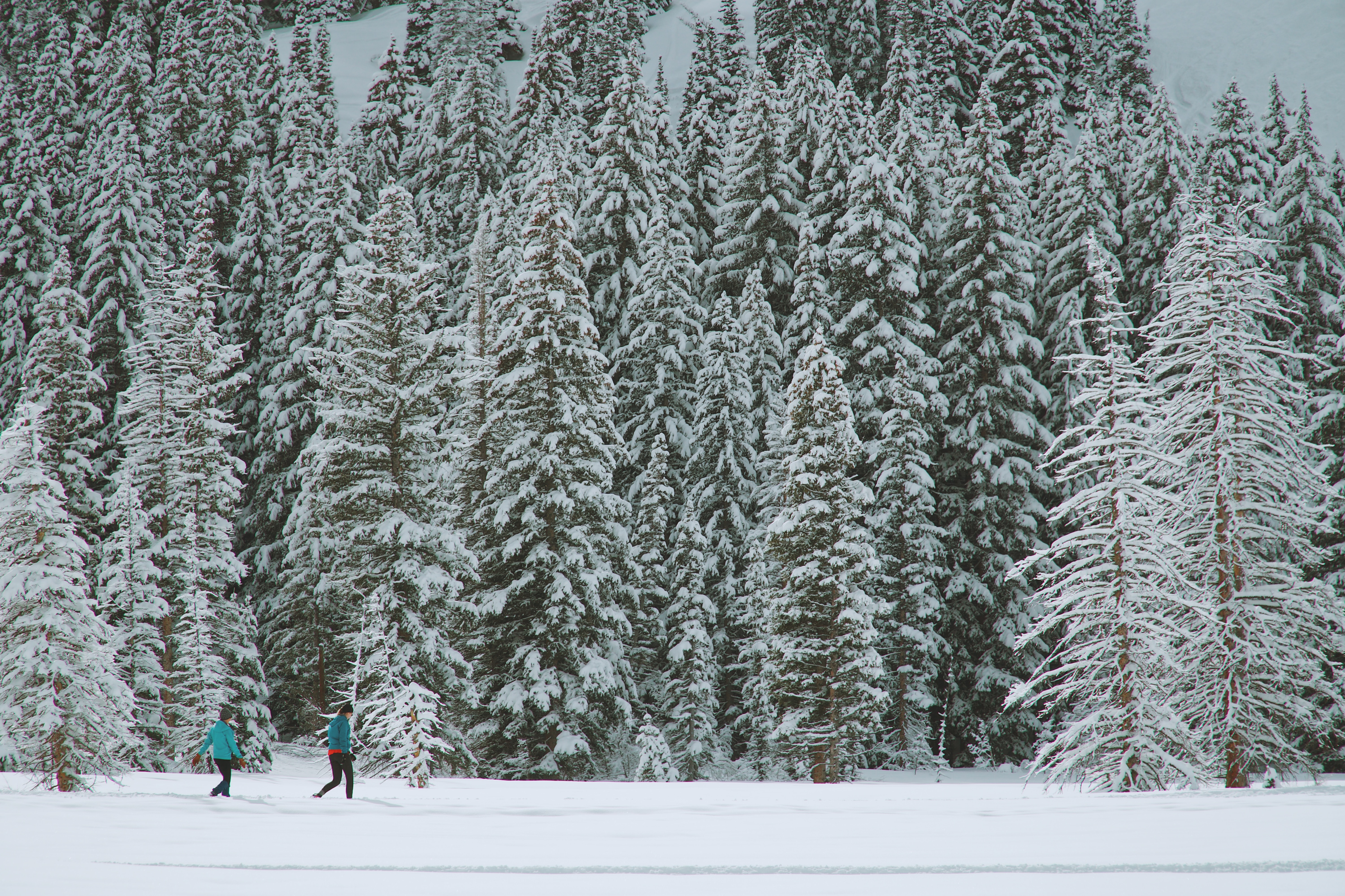  snow covered pine trees on a hill side with people snowshoeing in the foreground