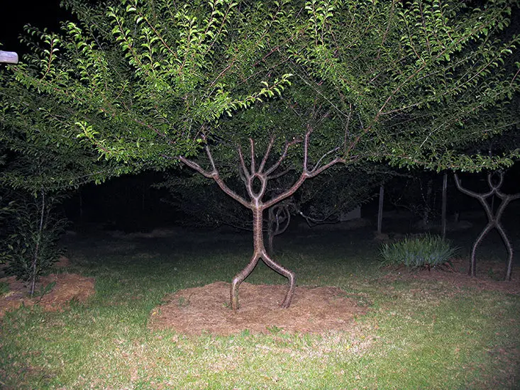 tree shaped into a stick figure, photo taken with flash at night strange hobby of forming trees into shapes
