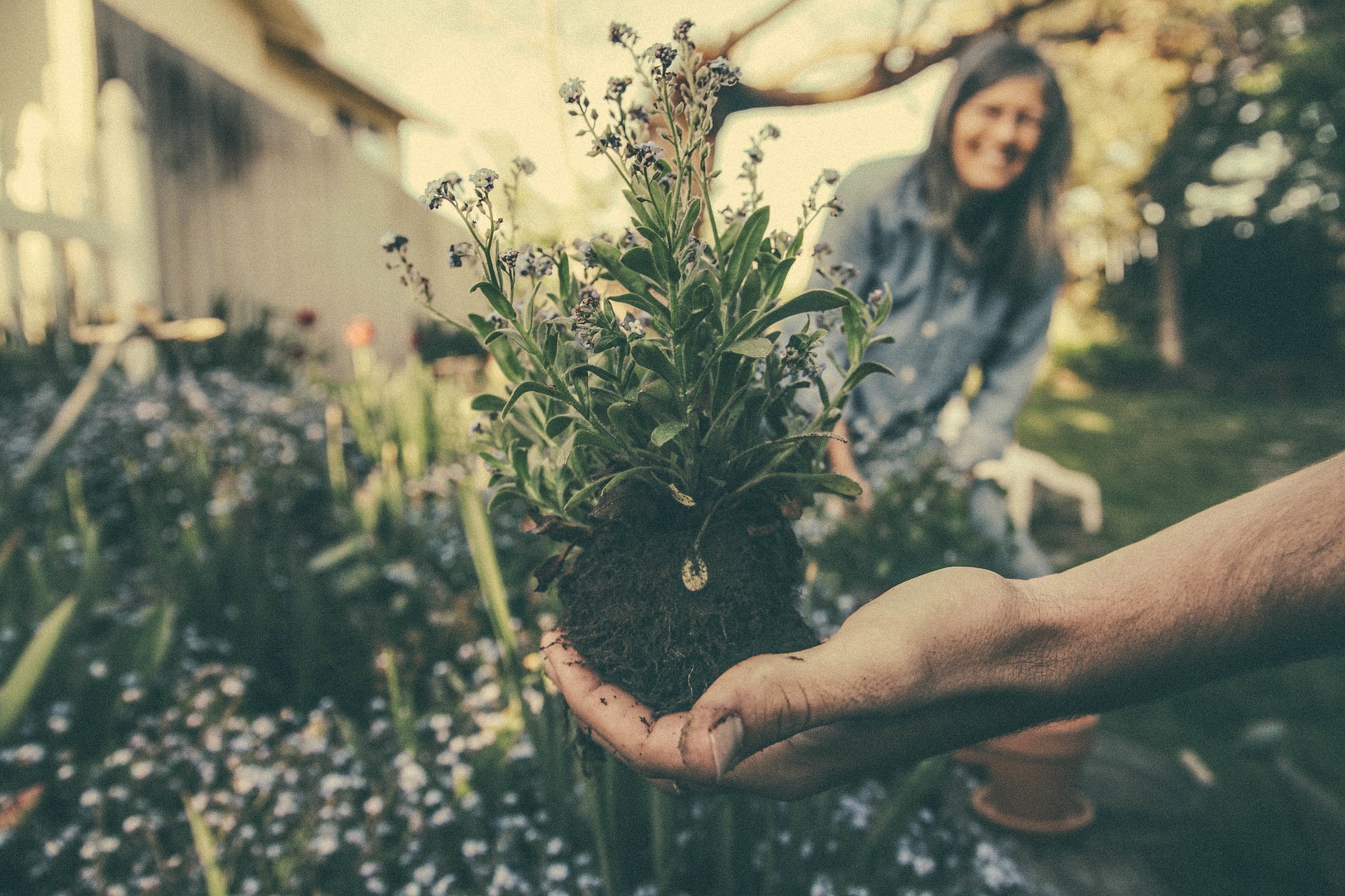 gardening hobby; hand holding a plant before planting in the ground. woman smiling in the background