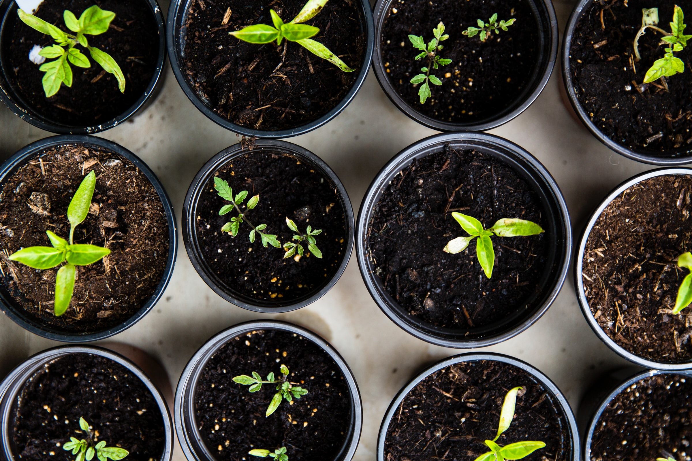 overhead view of budding plants in cups of soil