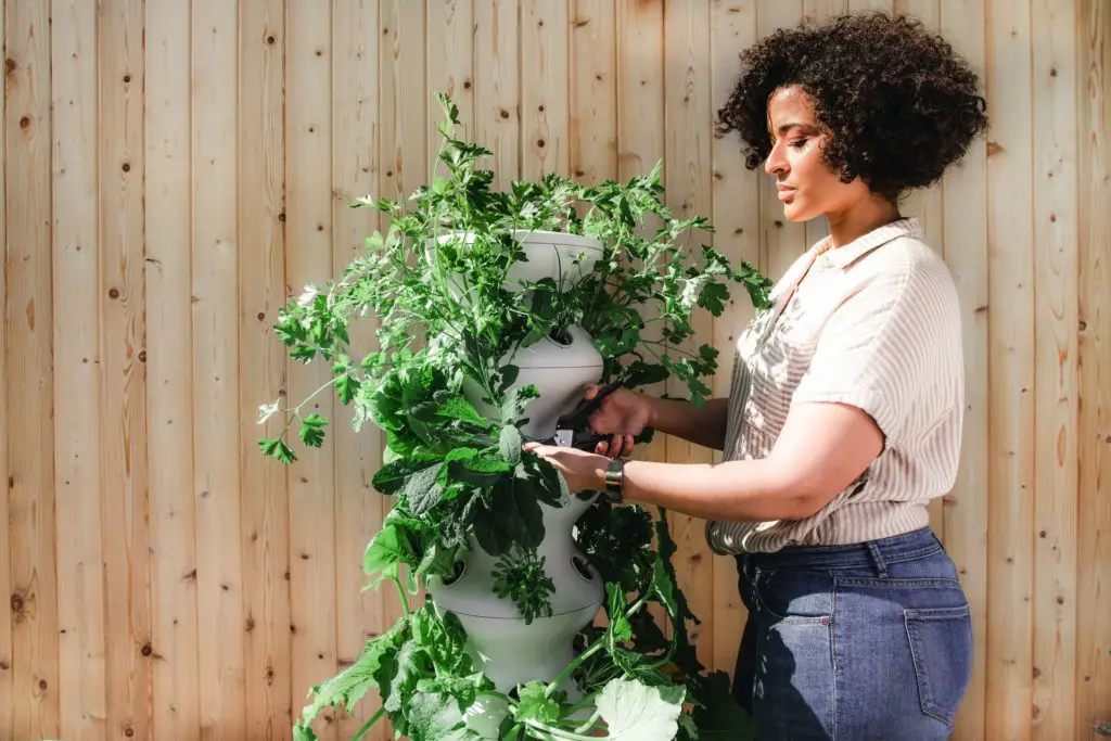 woman outdoors trimming plants in a tall planter 