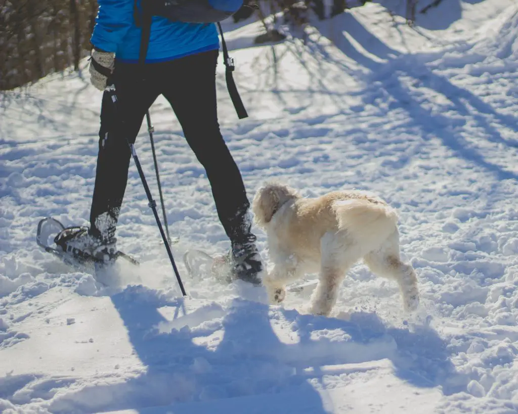 closeup of snowshoeing and dog walking behind person walking