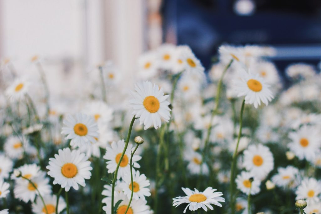 close up of white and yellow flowers