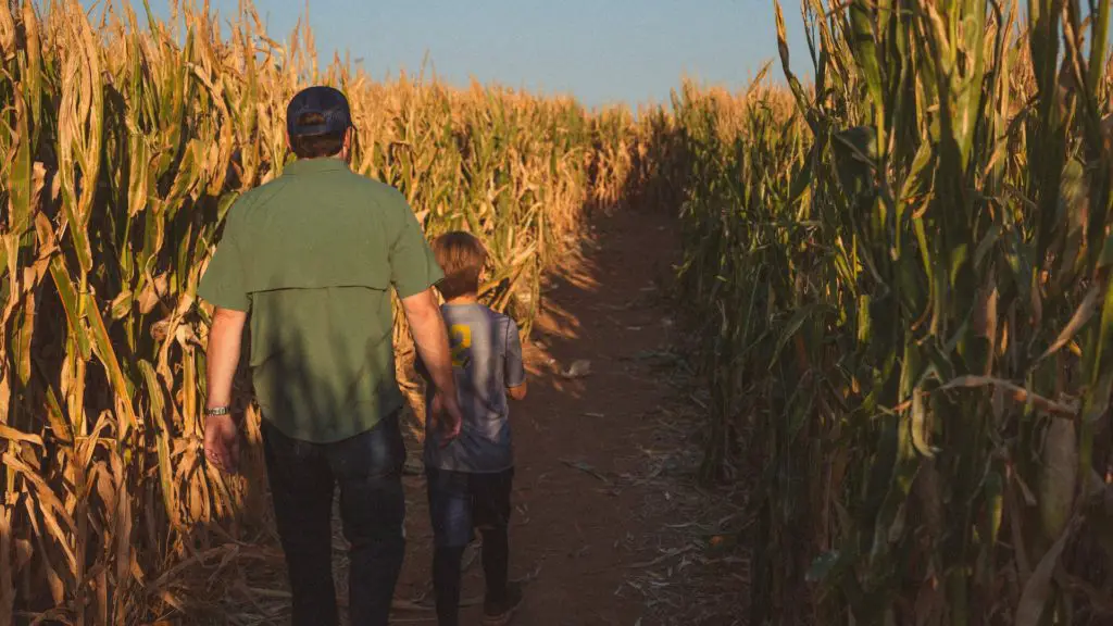 father and son walking through a corn maze, October hobby / activity 