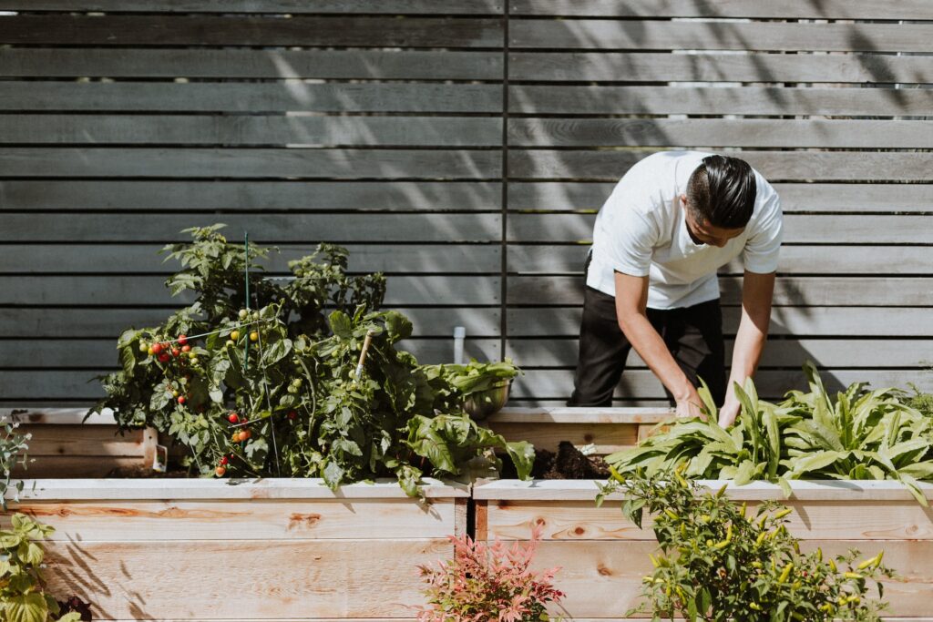 man gardening, growing tomatoes food hobby