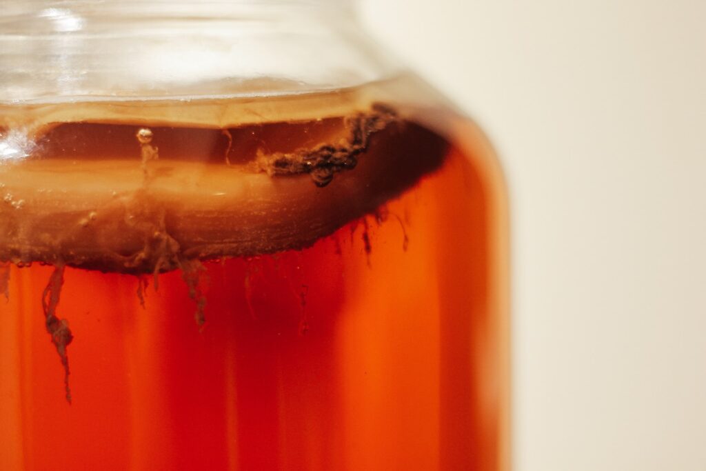 close up of kombucha scoby, brewing kombucha food hobby