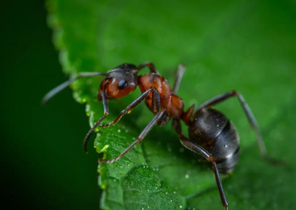 close up of ant; ant farm animal hobby