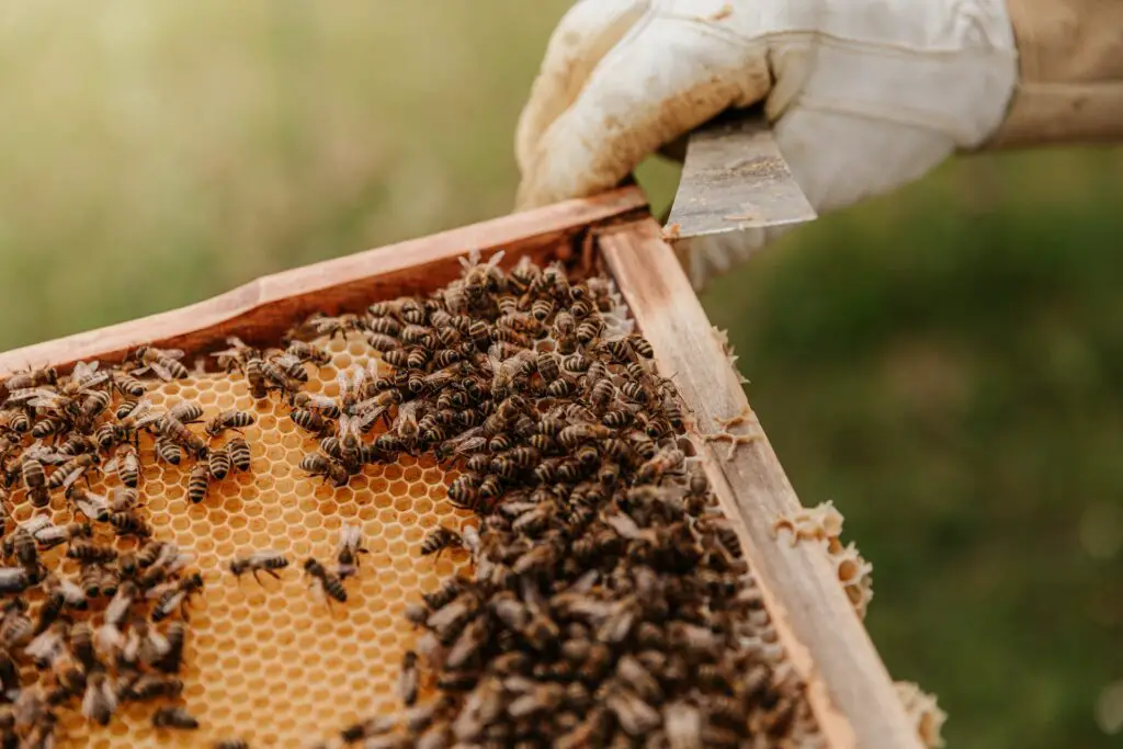beekeeping animal hobby; close up of  honey bees