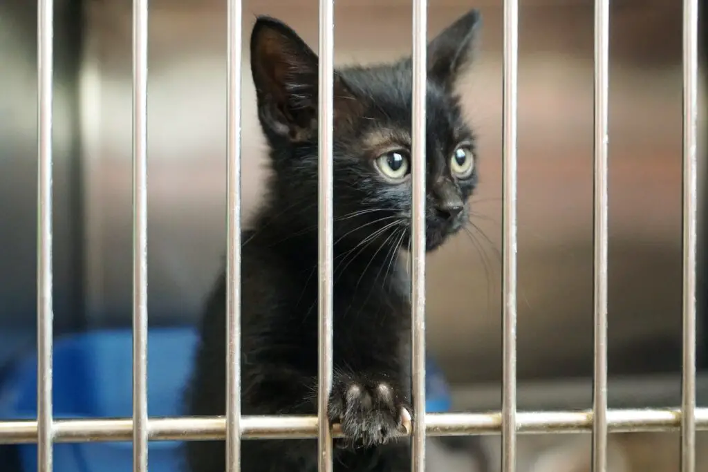 black cat in a cage
