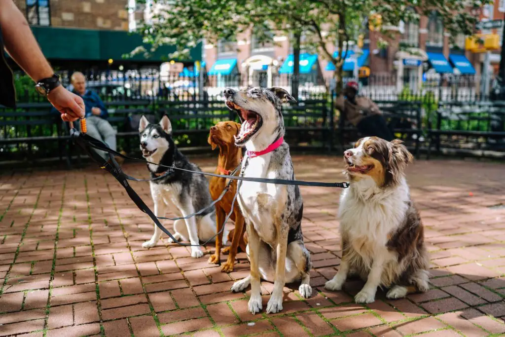 Four dogs in a leash in the city; Dog walking animal hobby