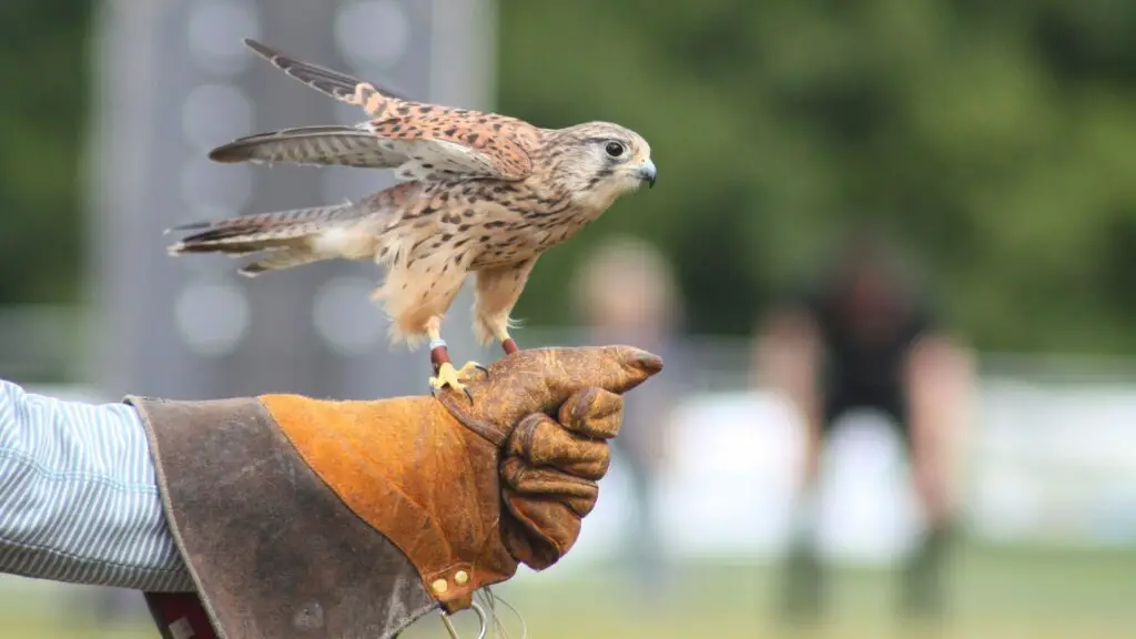 falcon on a hand with a glove