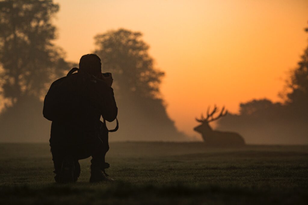 orange and black photo sunrise man taking photo of elk; wildlife photography animal hobbies