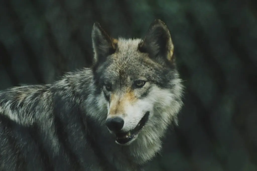 close up of a wolf
