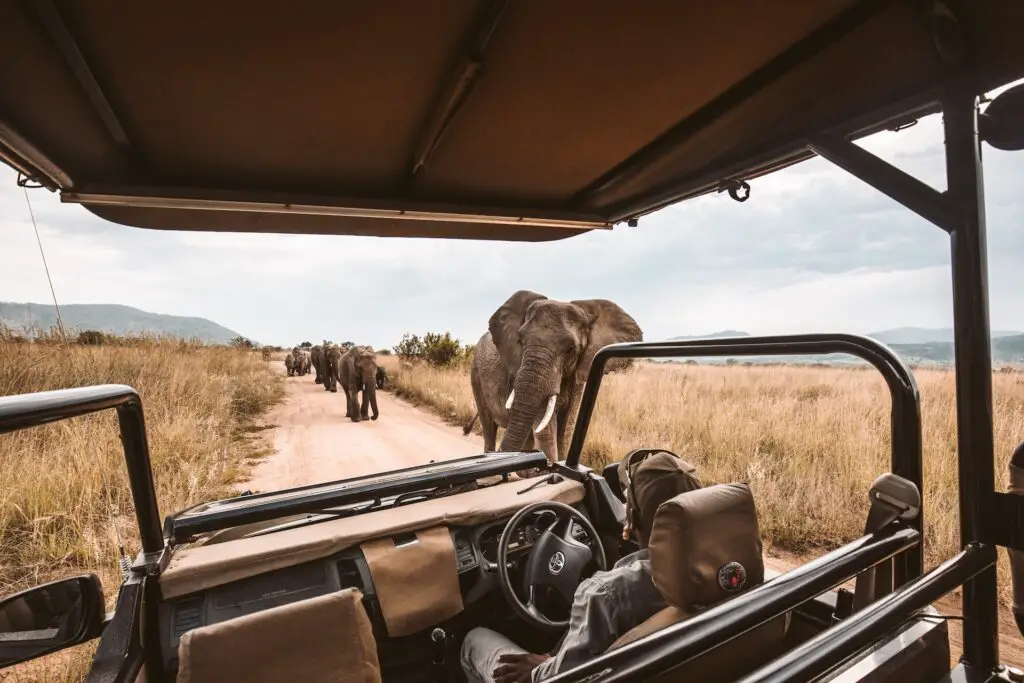 elephants walking on a dirt road; wildlife safari animal hobby
