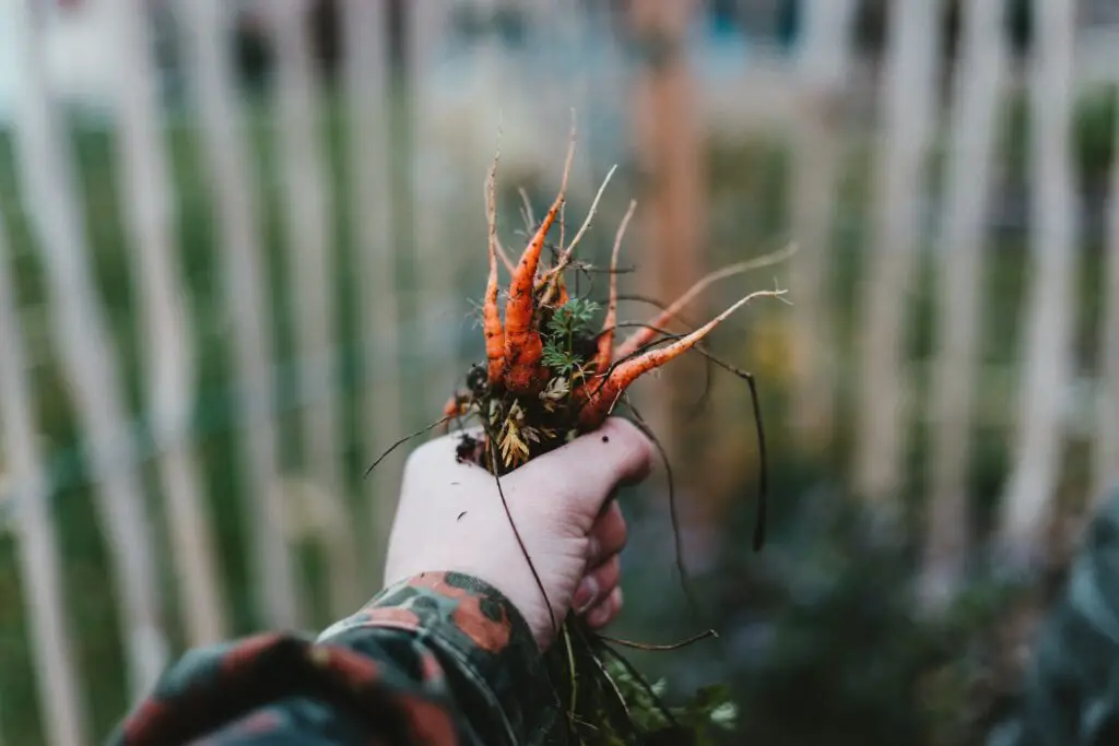 handful of carrots from gardening hobby