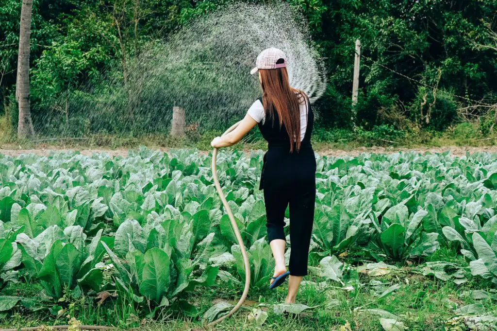 woman watering lettuce with gardening hose; gardening hobby