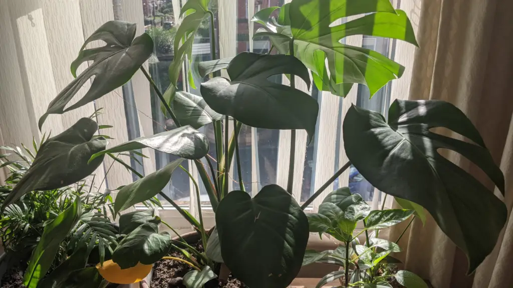 several houseplants in a sunny window area