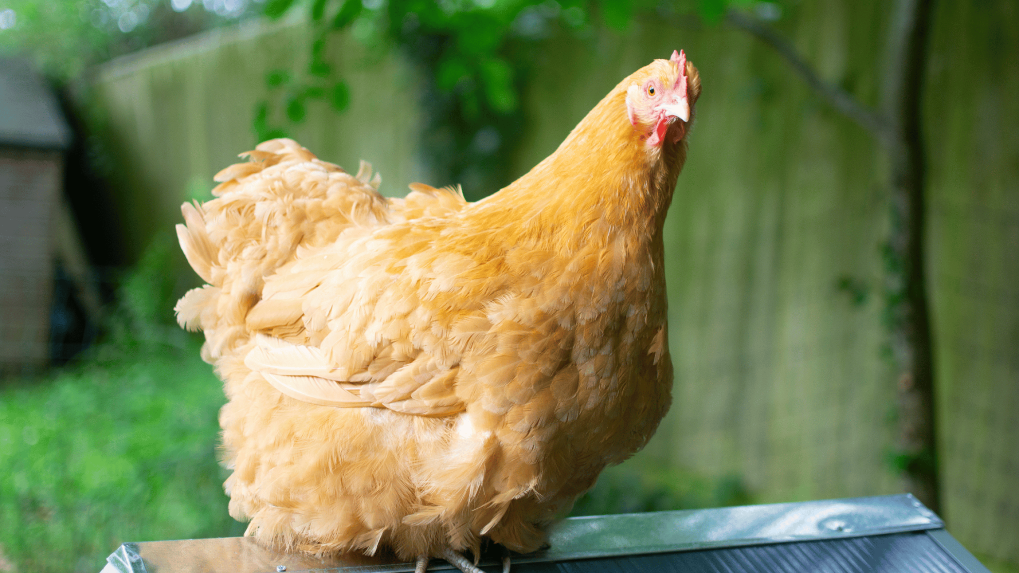 Chicken Hobbies 22 Awesome Backyard Hobbies | Activities for the Outdoors! - Fresh Hobby