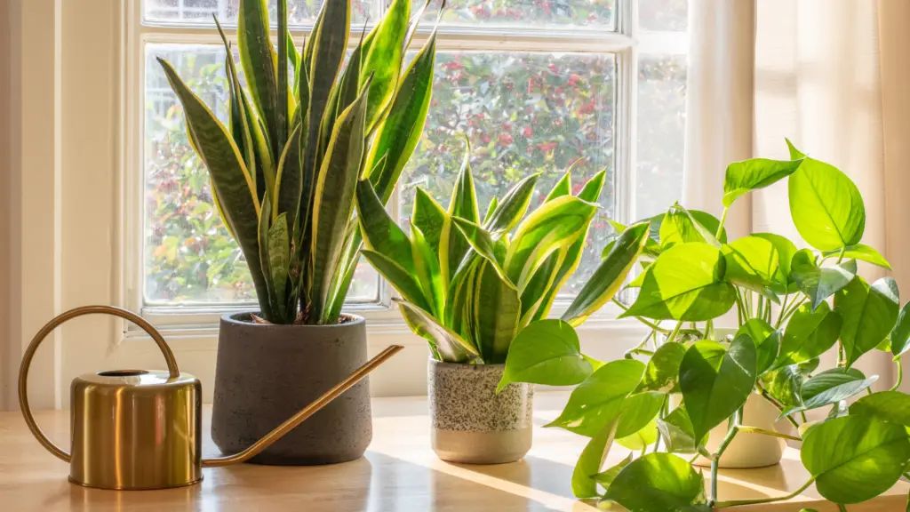 snake plant in a sunny window area