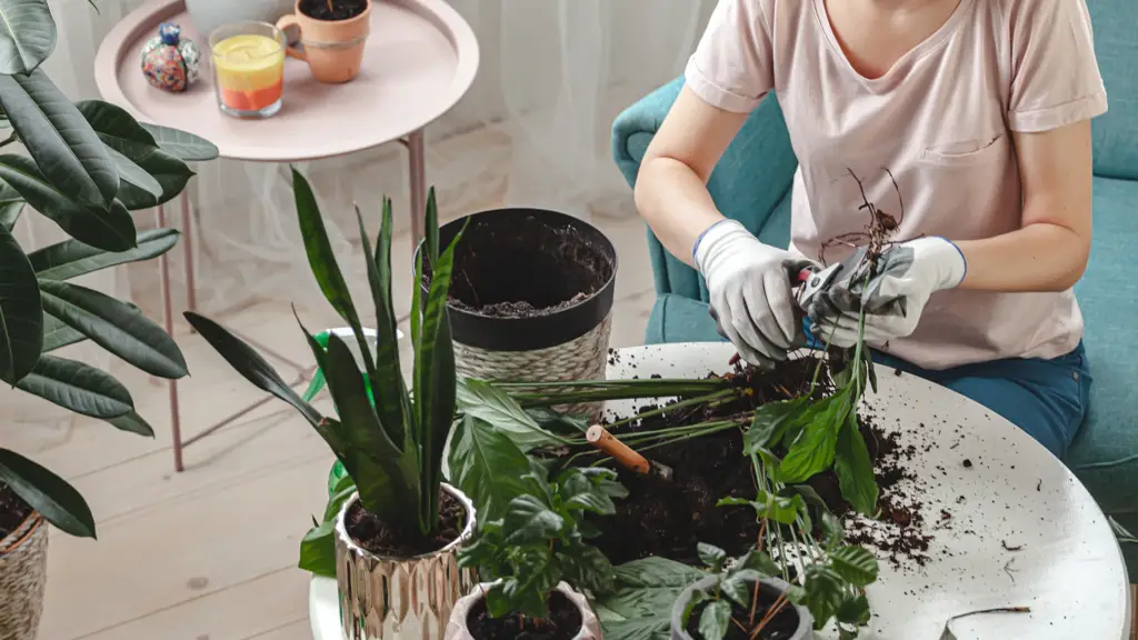 woman pruning roots of houseplants