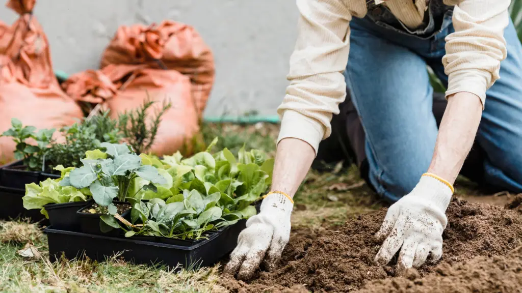 woman with gardening gloves planting small plants in her gardein