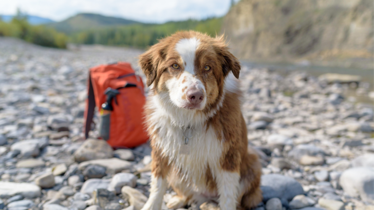 Hobby Ideas for Dog Owners | Best Hobbies to Do With Your Dog