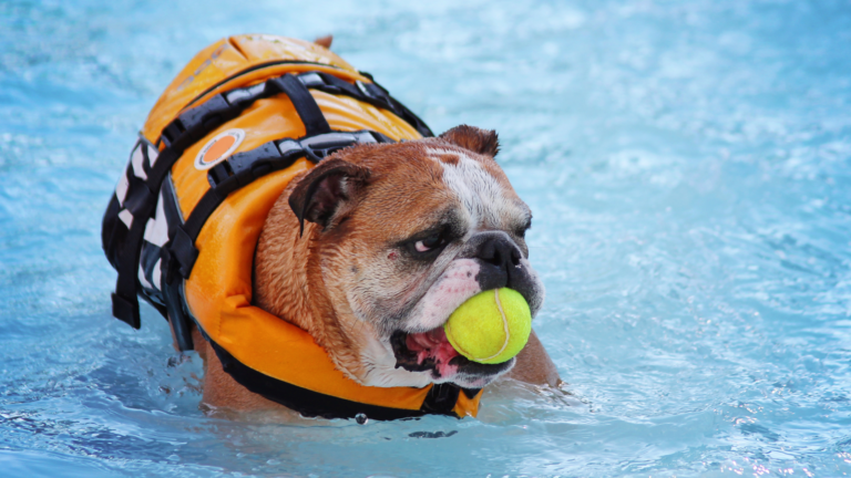 10 Best Hobbies to do with Your Dog for Fun and Bonding