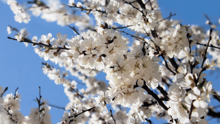 May Hobbies | Perfect Spring Hobbies for the Month of May