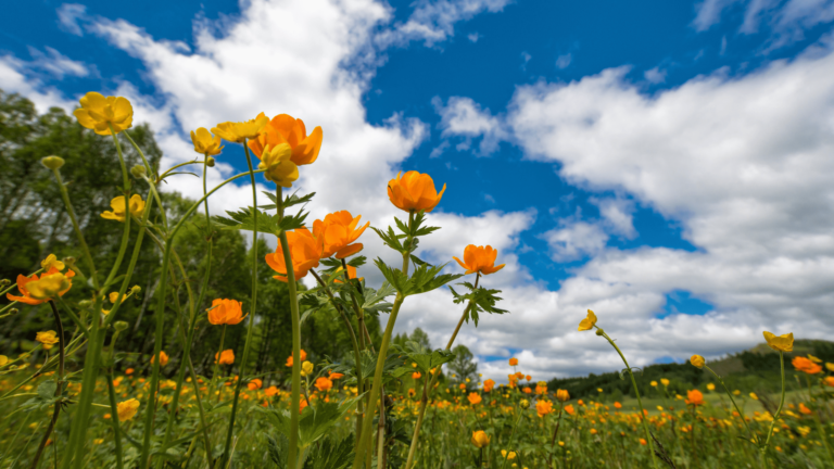 JUNE HOBBIES | Awesome Summer Activities for the Month of June