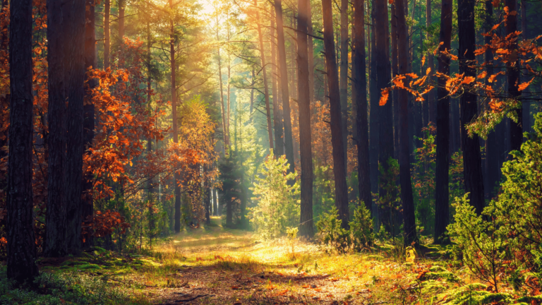 SEPTEMBER HOBBIES | Awesome Early Fall Activities