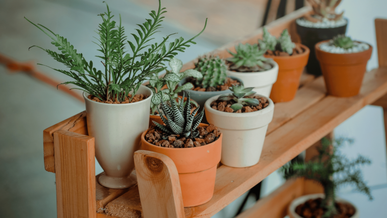 6 Awesome Hobbies for Plant Lovers! | Best Hobbies for Your Green Thumb