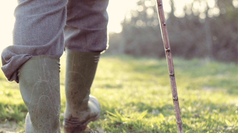 5 Best Walking Sticks & Trekking Poles for Stability and Support
