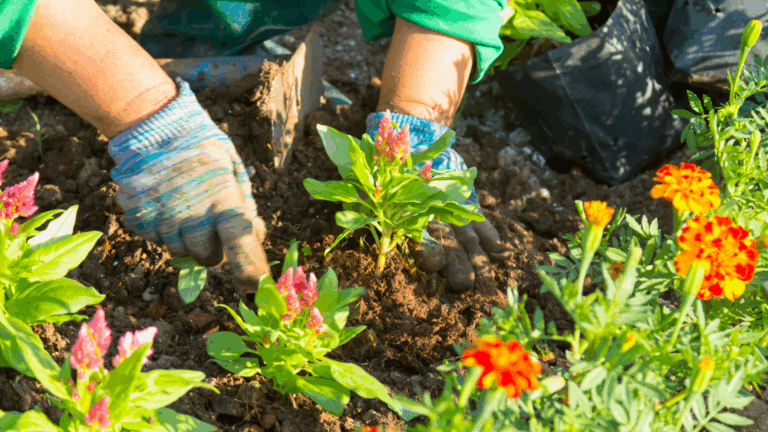 Best Gardening Gloves for Beginner Gardeners: Top Picks for Comfort and Protection