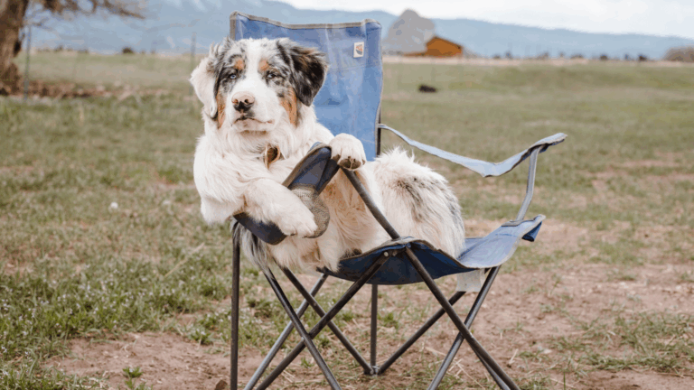 Best Camping Chairs for Car Camping | Reviewed for Comfort and Durability